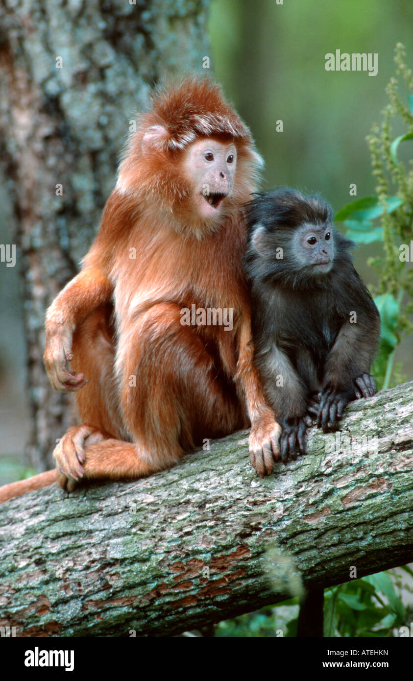 Javan langur hi-res stock photography and images - Alamy