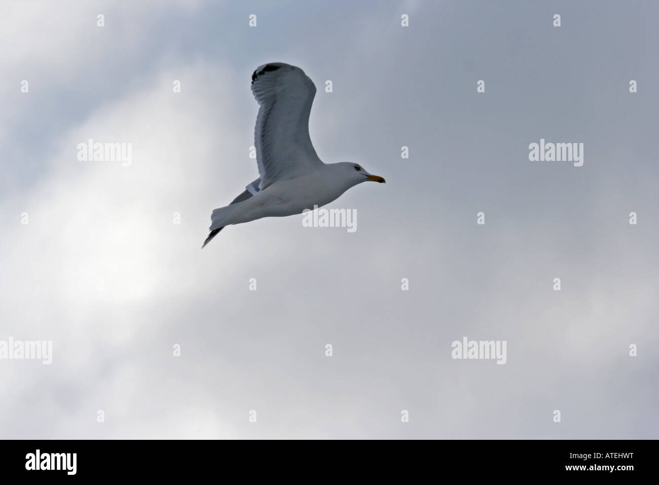 Herring gull in flight Stock Photo - Alamy