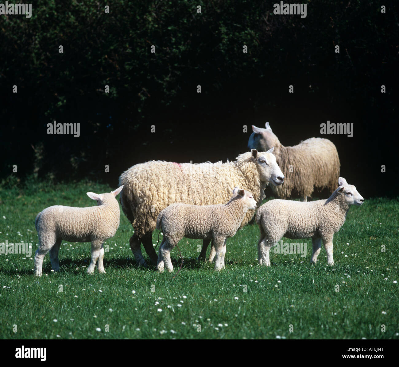 Exmoor mule ewe with triplet lambs blue faced Leicester X Exmoor horn Devon Stock Photo