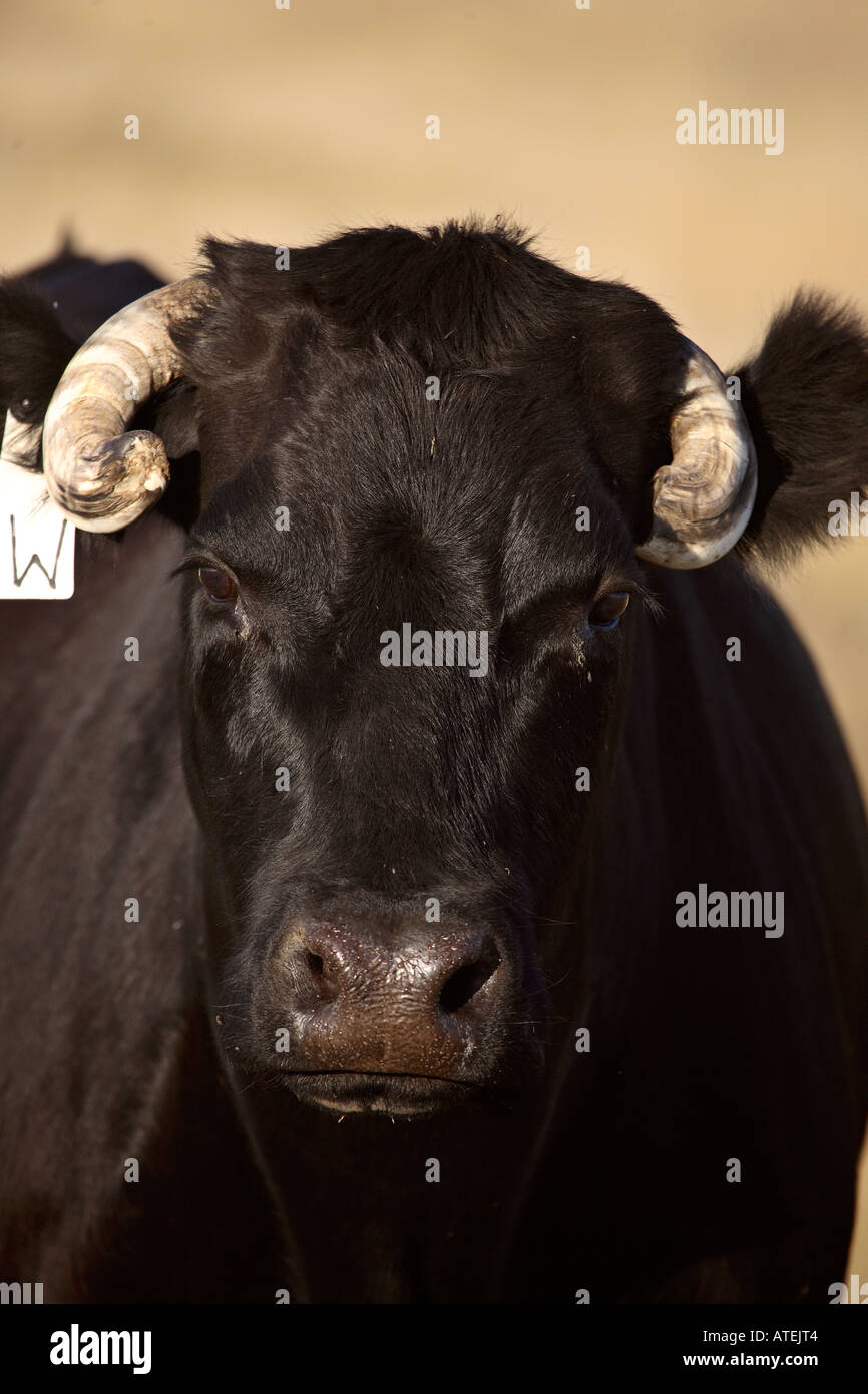 Close up aberdeen angus hi-res stock photography and images - Alamy