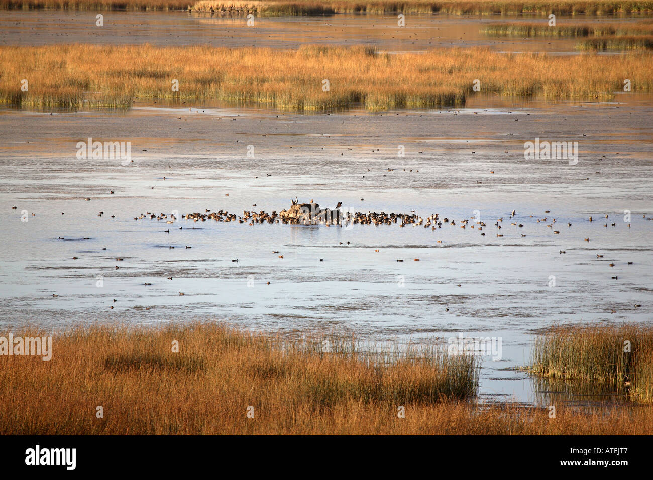 Variety of water birds at Eyebrow Lake Stock Photo Alamy