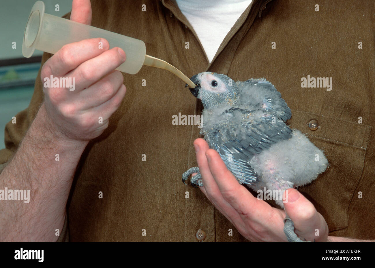 African Grey Parrot Stock Photo - Alamy