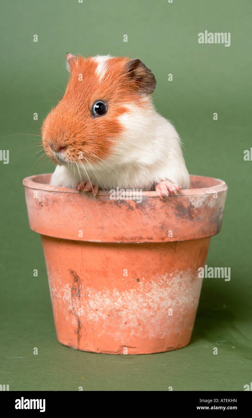 GUINEA PIG in flowerpot garden flowers blue background sky green grass