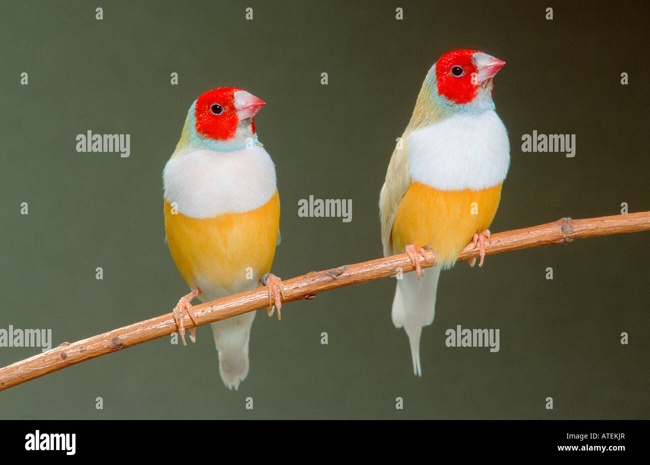 Colorful finch hi-res stock photography and images - Alamy