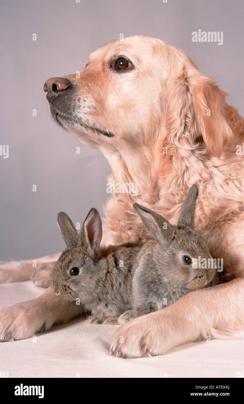 Golden Retriever and Domestic Rabbits Stock Photo - Alamy