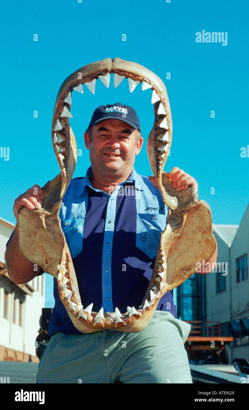 Man with jaw bones of Great White Shark / Mann mit Kieferknochen von Weissem Hai Stock Photo