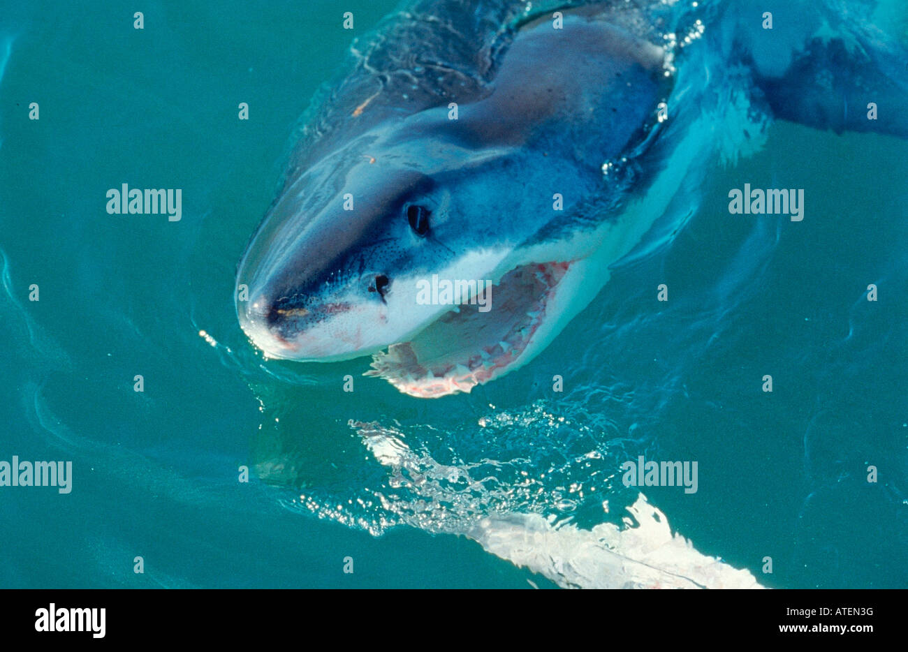 Great White Shark / White Pointer / Weisser Hai / Menschenhai Stock