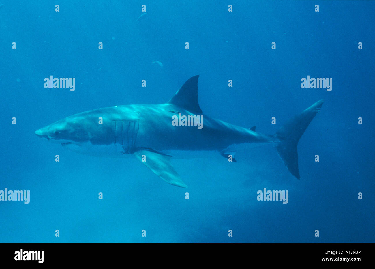 Great White Shark / White Pointer / Weisser Hai / Menschenhai Stock