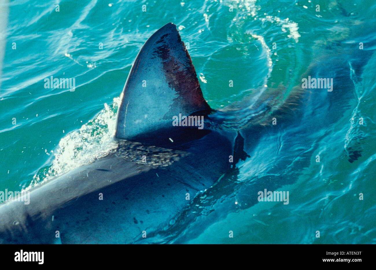 Great white shark with other fish hires stock photography and images