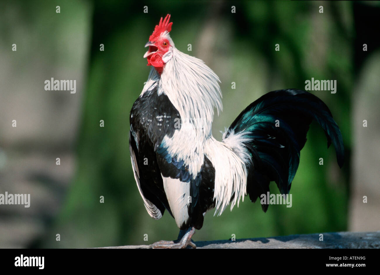 Domestic Fowl / Chicken Stock Photo - Alamy