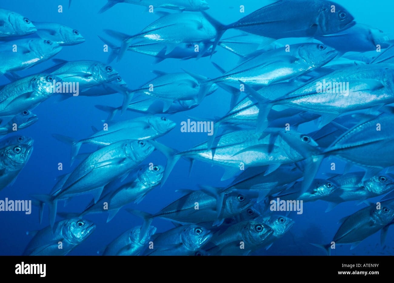 Horse-eye Jack / Horse-eye Trevally / Grossaugen-Makrele Stock Photo