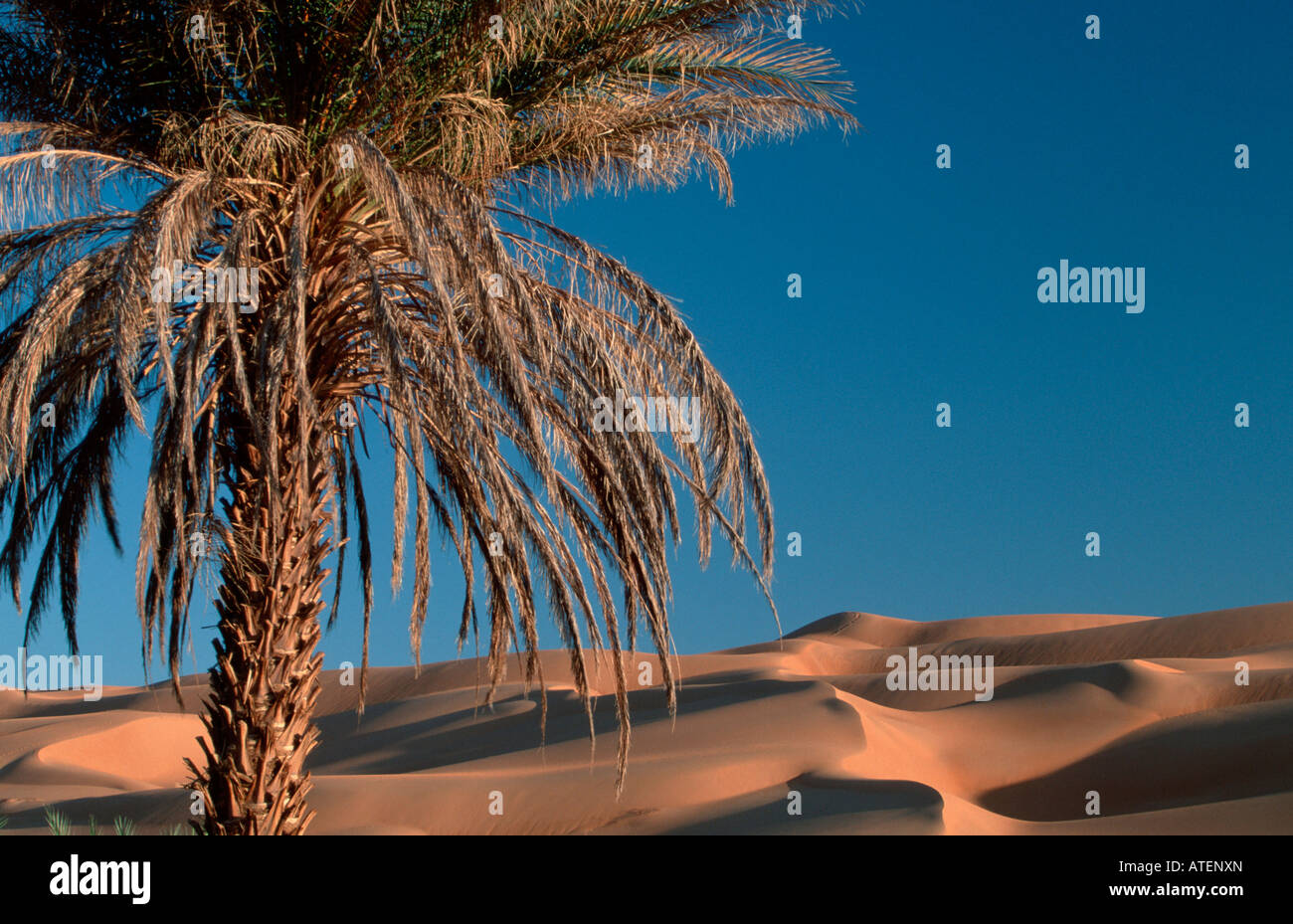 Date Palm in desert Stock Photo Alamy