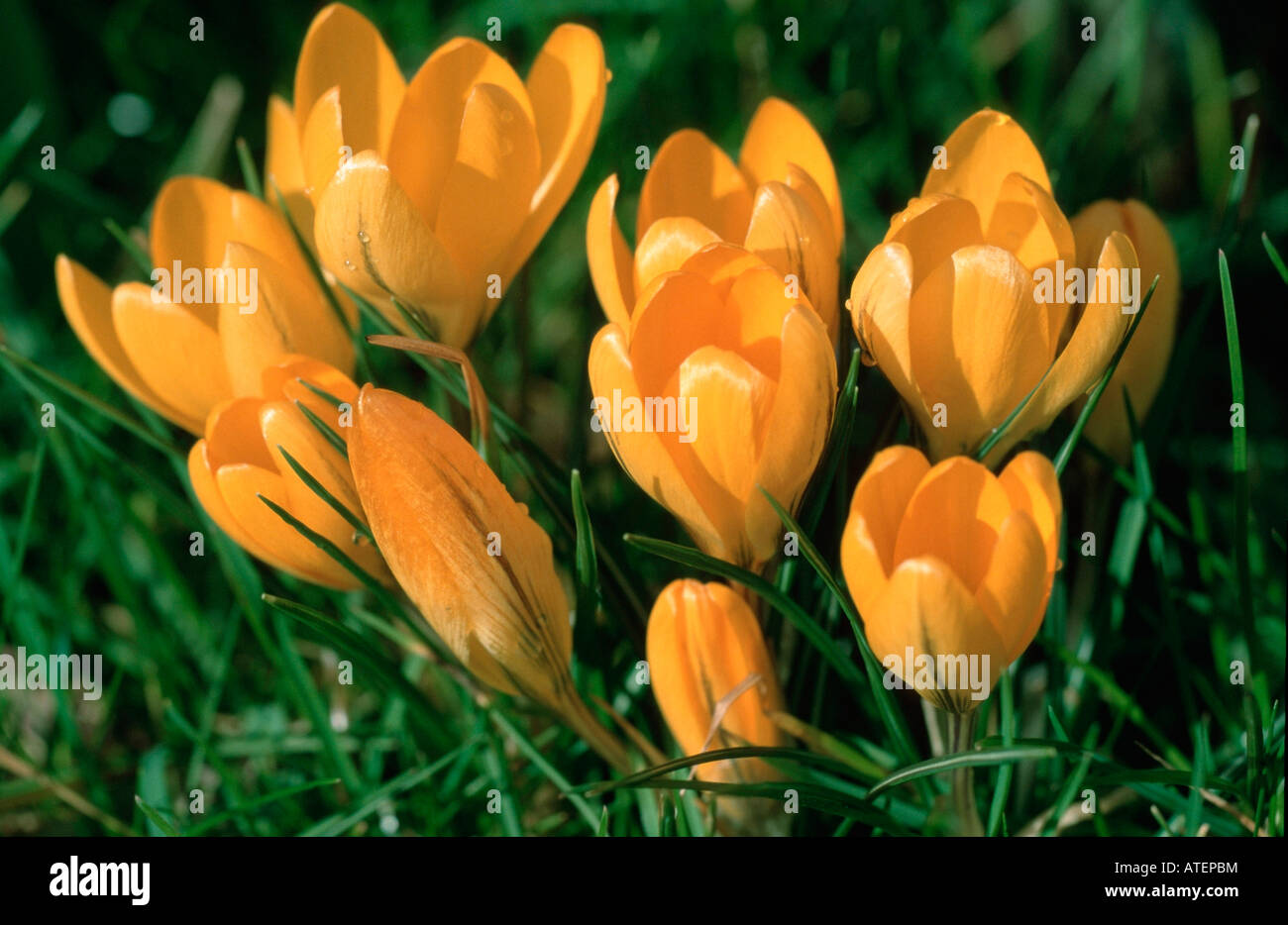 Yellow Crocus Stock Photo Alamy
