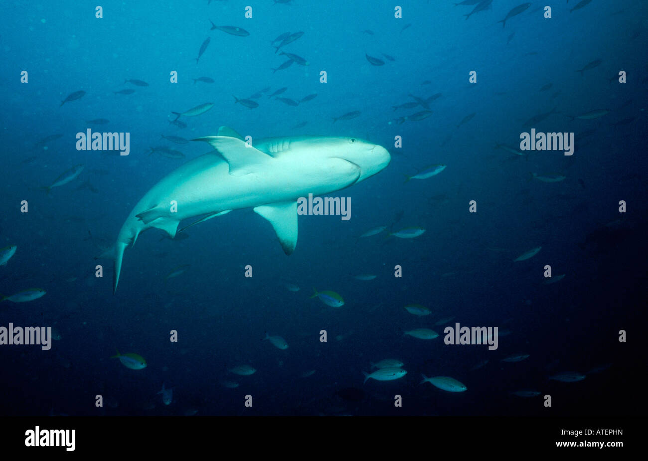 Grey Reef Shark / Grauer Riffhai Stock Photo - Alamy