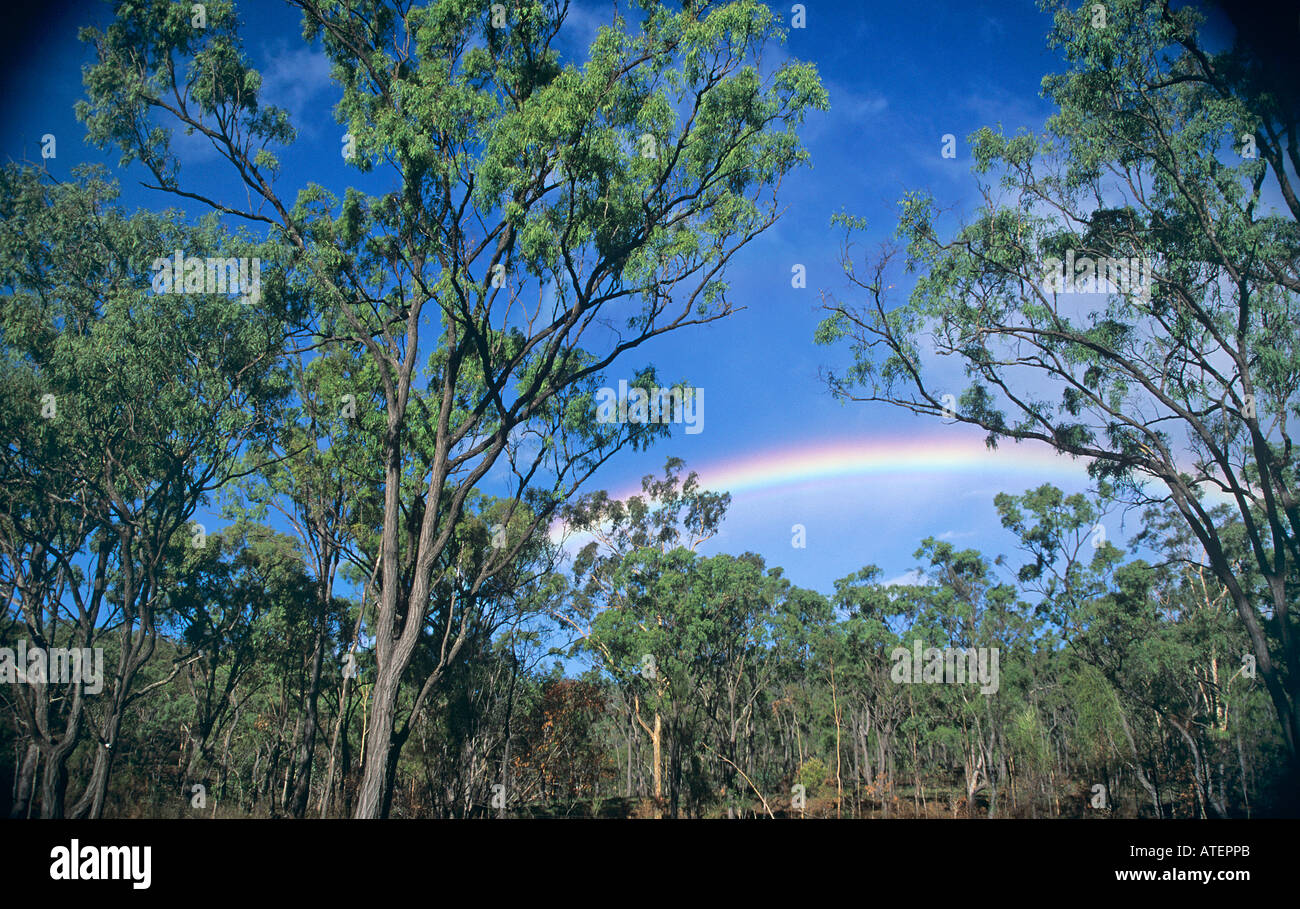 There are over 600 different species of gum trees growing across the