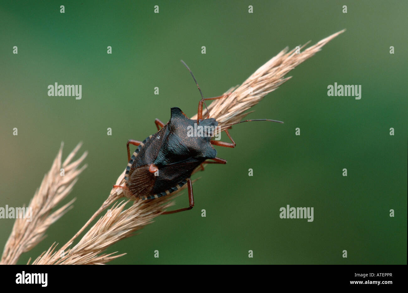 Forest Bug / Rotbeinige Baumwanze Stock Photo