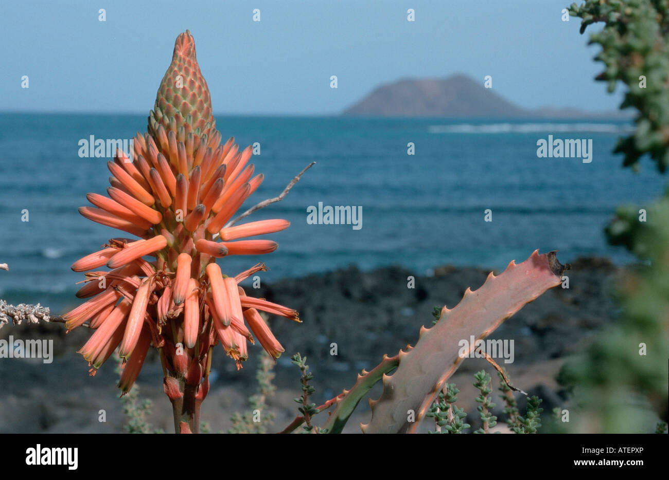 Blooming Agave / Bluehende Agave Stock Photo