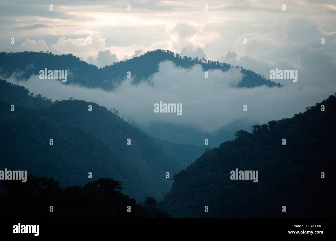 Mountain Rain Forest / Bergregenwald Stock Photo - Alamy