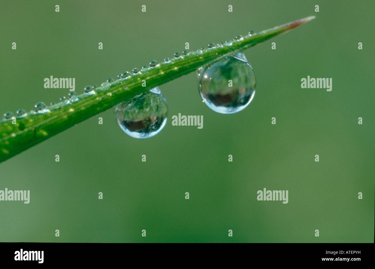 Drops of water on blade of grass / Wassertropfen an Grashalm Stock ...