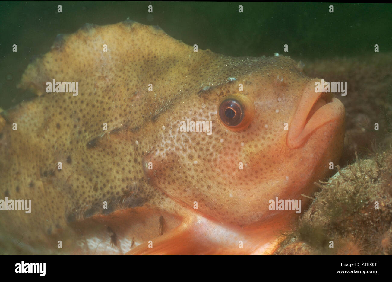 Lumpsucker / Lumpfish / Henfish / Sea Hen / Seehase / Lumpfisch Stock Photo