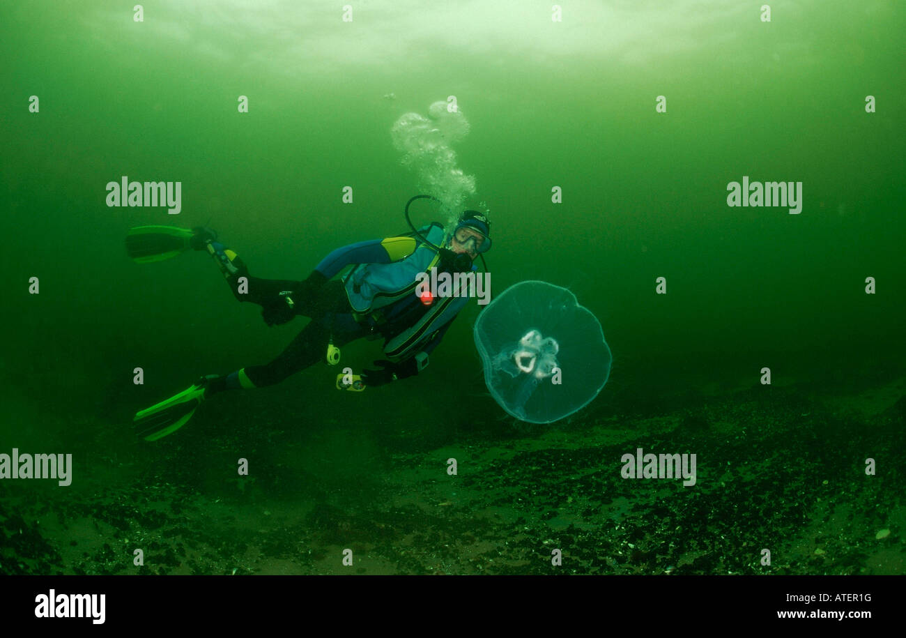 Diver and Moon Jelly / Common Jellyfish / Taucher und Ohrenqualle Stock Photo