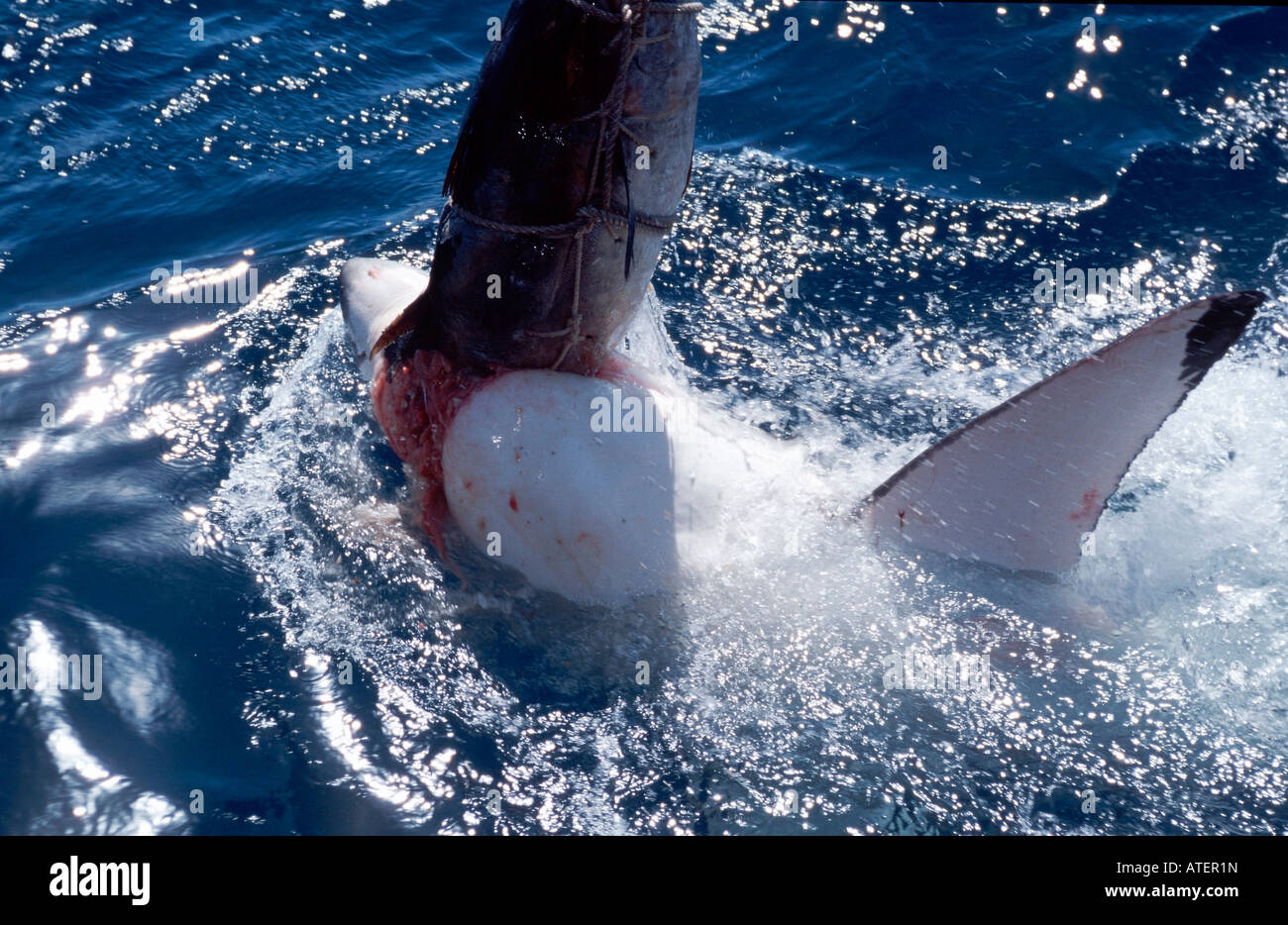 Great White Shark / White Pointer / Weisser Hai / Menschenhai Stock