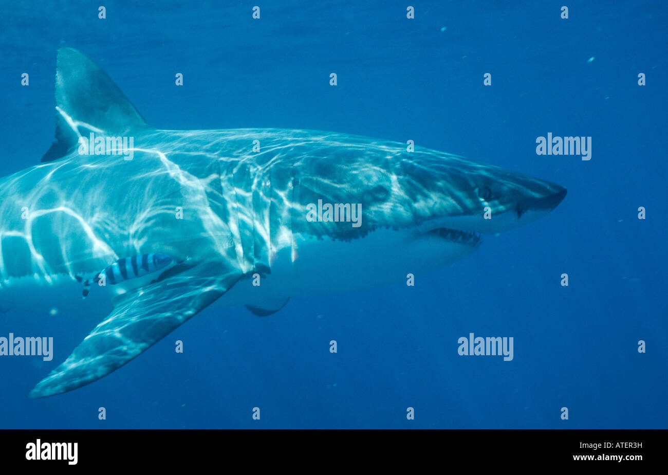 Great White Shark / White Pointer / Weisser Hai / Menschenhai Stock