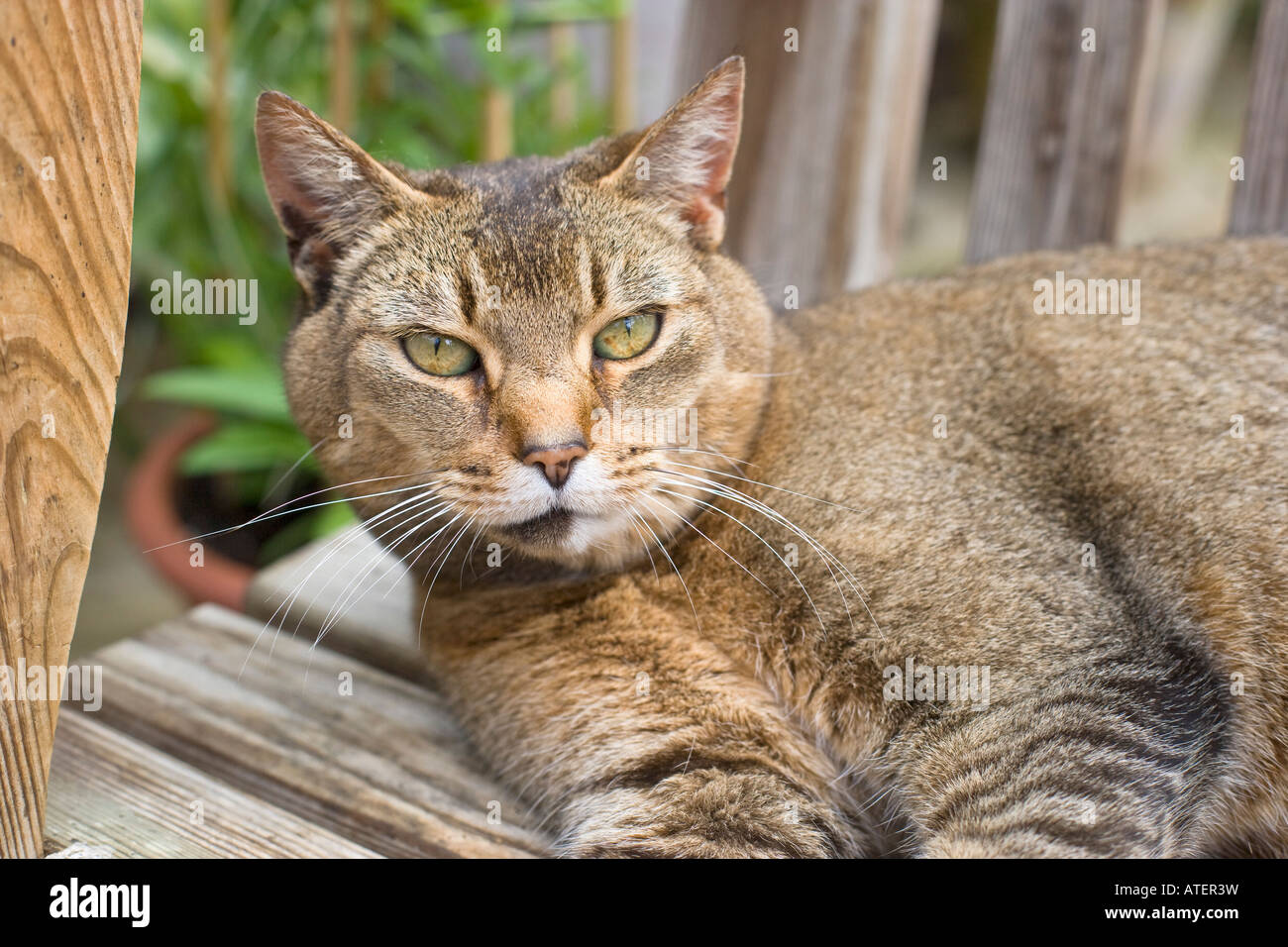 Abyssinian Cat Lying on Wooden Bench Stock Photo