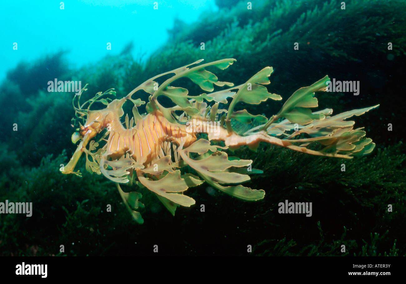 Leafy Sea Dragon / Blaettriger Fetzenfisch Stock Photo