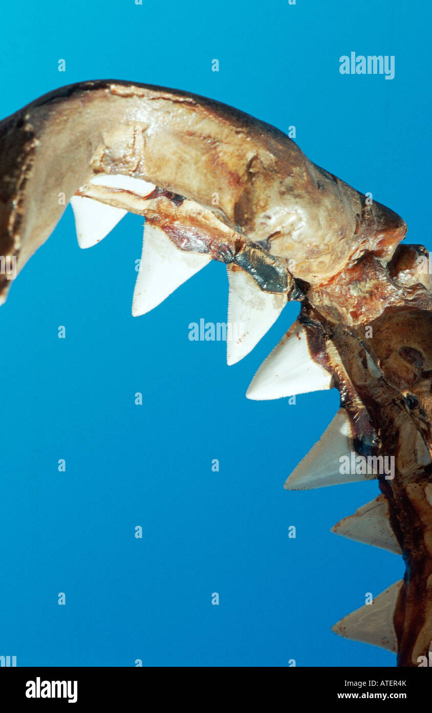 Great White Shark / White Pointer / Weisser Hai / Menschenhai Stock