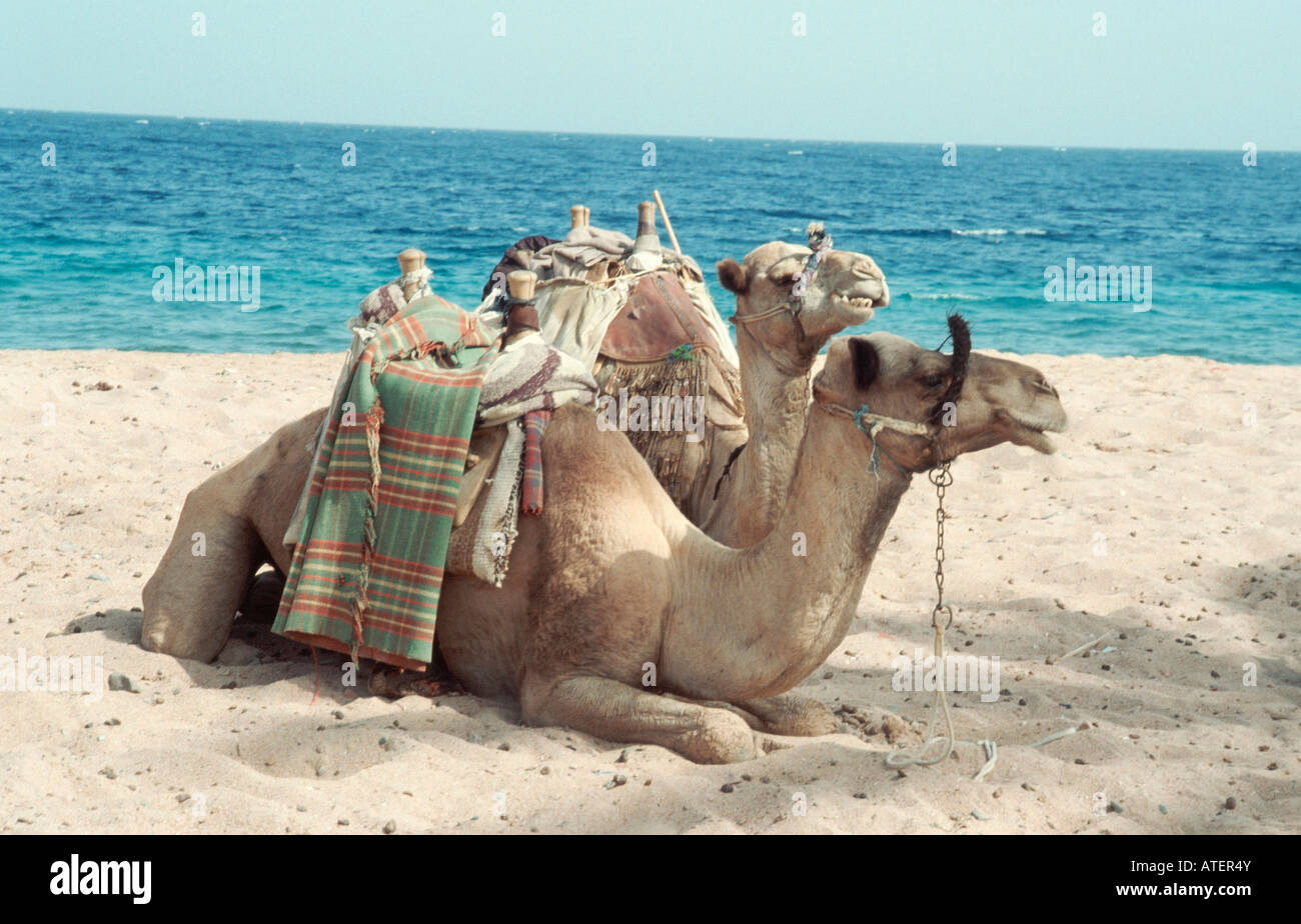 Dromedary / Dromedar Stock Photo Alamy