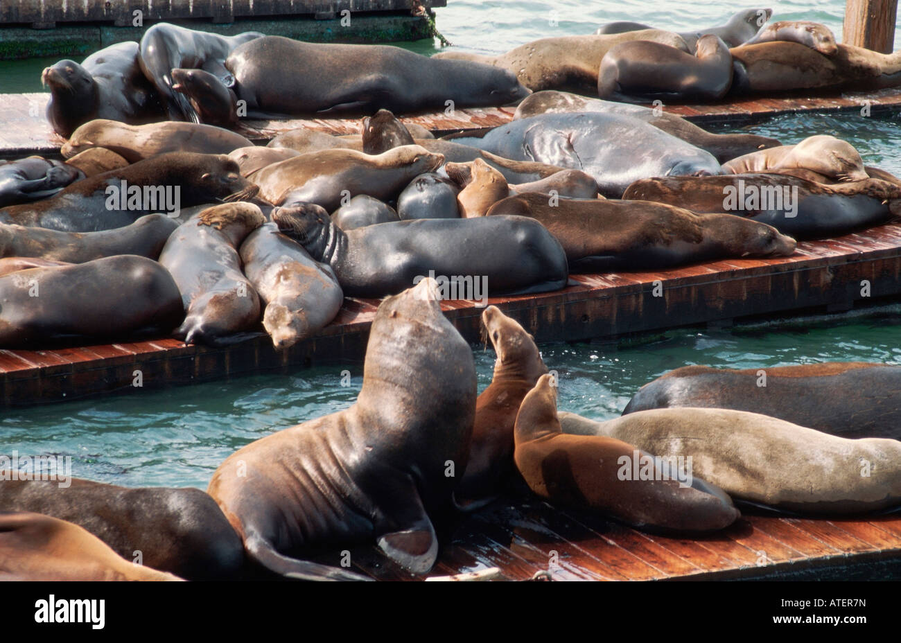 Kalifornische seelöwe hi res stock photography and images Alamy