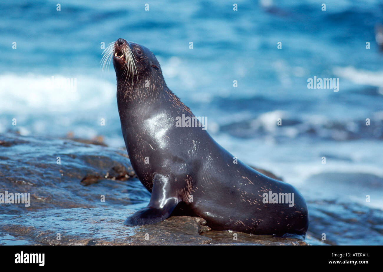 Australian Fur Seal Stock Photo - Alamy