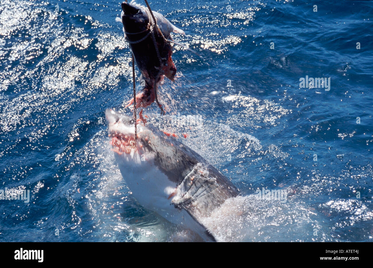 Great White Shark / White Pointer / Weisser Hai / Menschenhai Stock