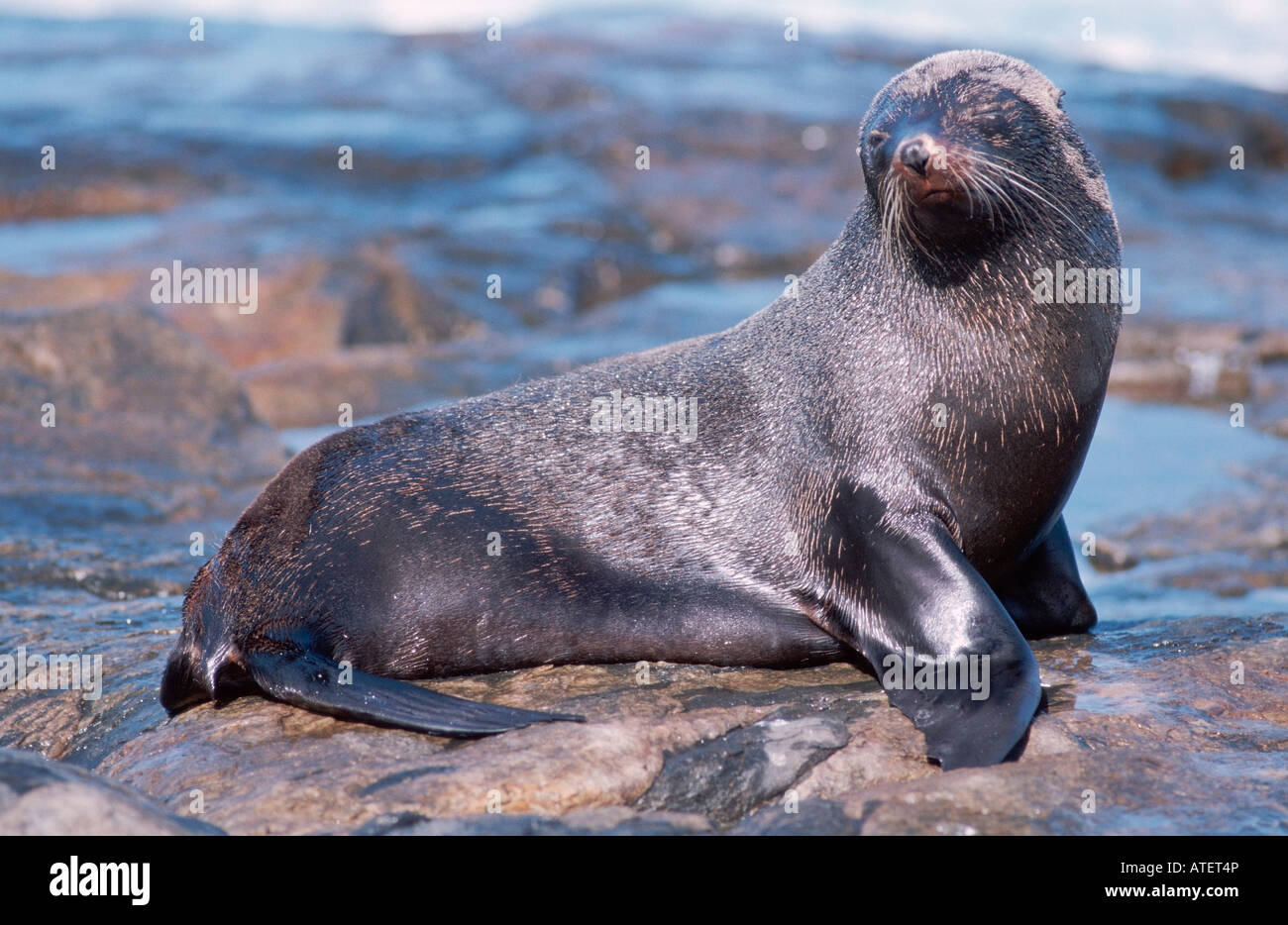Australian Fur Seal / Australischer Seebaer / Australische Pelzrobbe Stock Photo