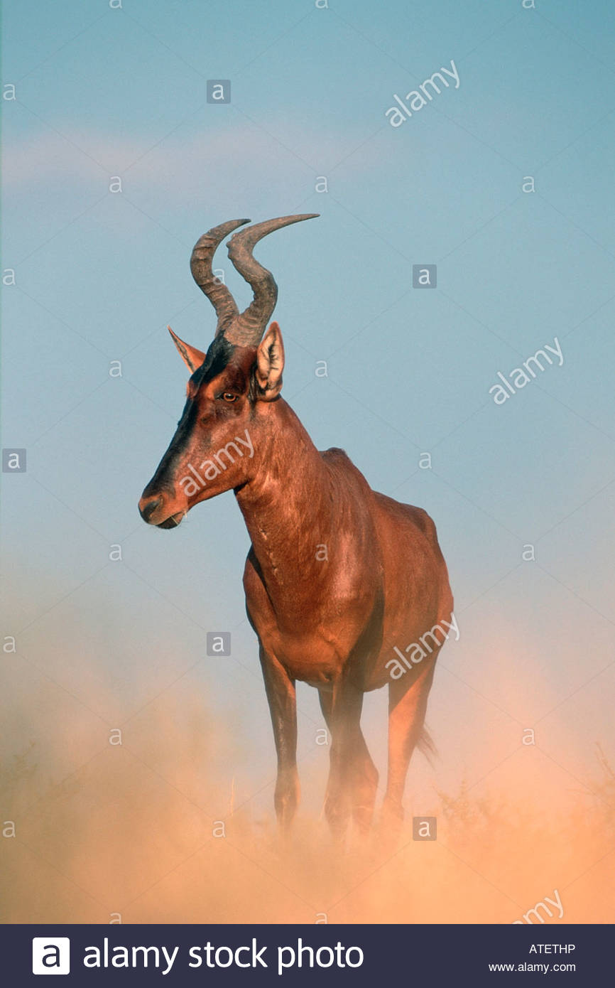 Kongoni Stock Photos & Kongoni Stock Images Alamy