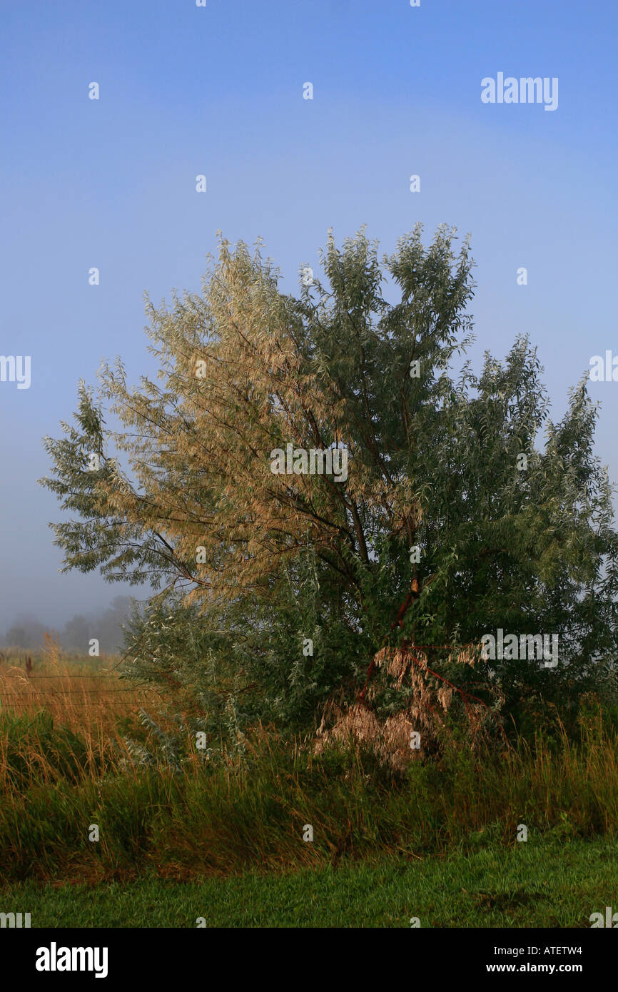 Russian olive tree on foggy morning, Montana Stock Photo