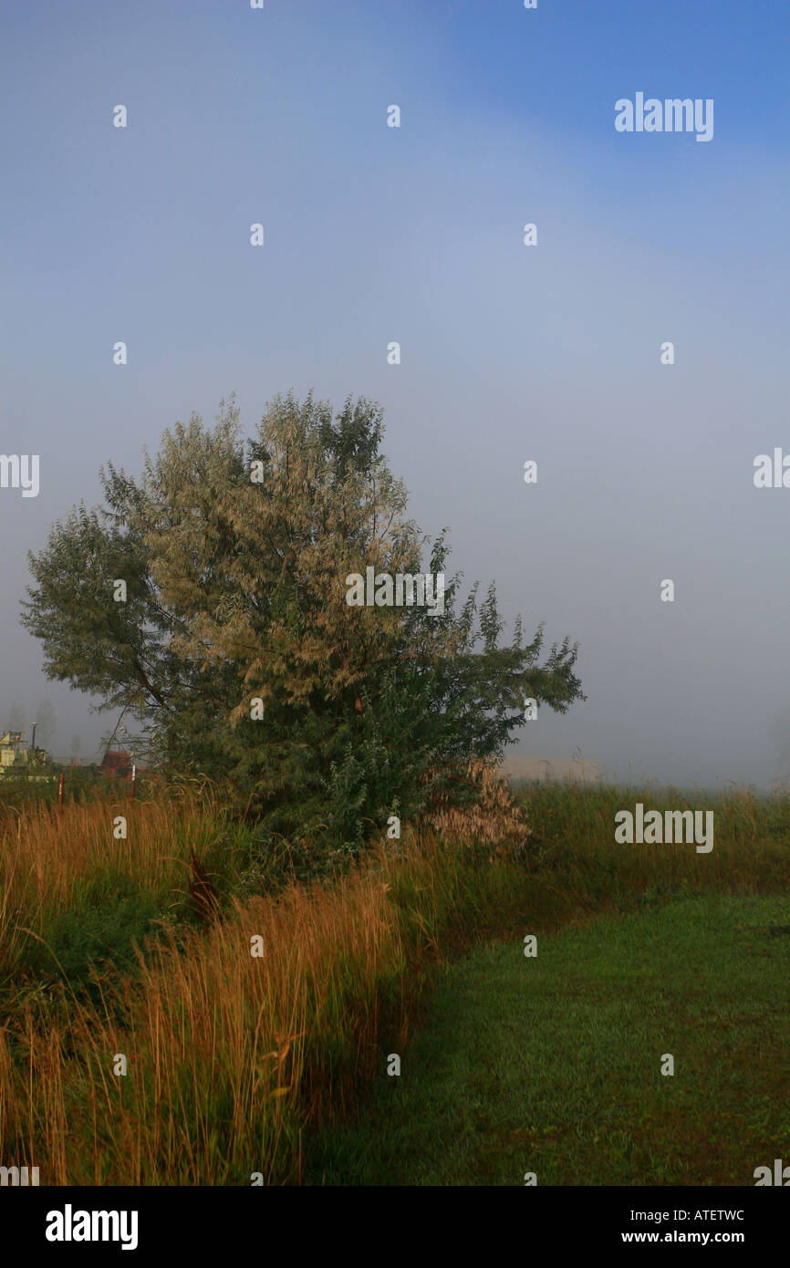 Russian Olive tree, foggy Morning, Montana Stock Photo