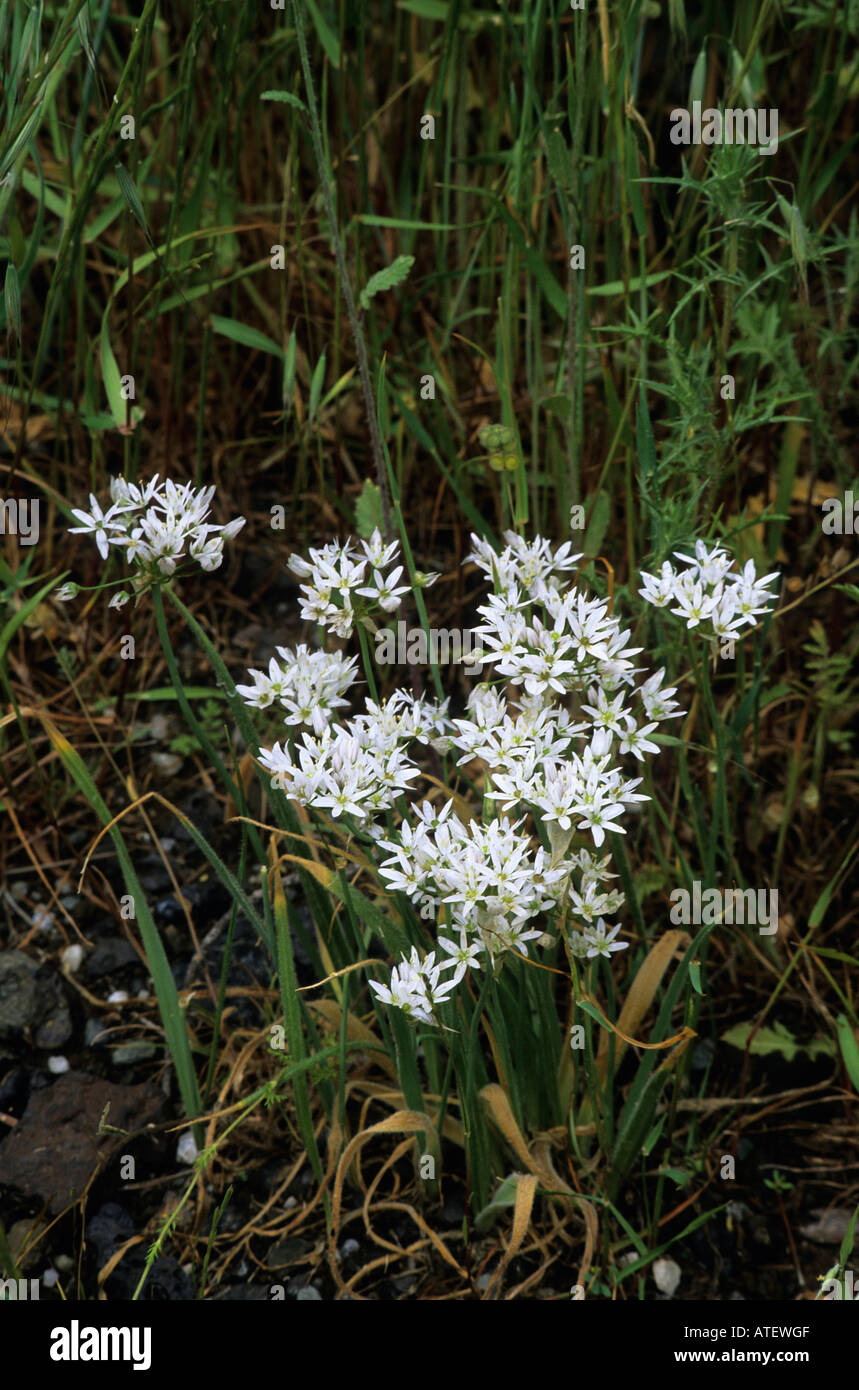 The flowers of the Allium trifoliatum plant Stock Photo