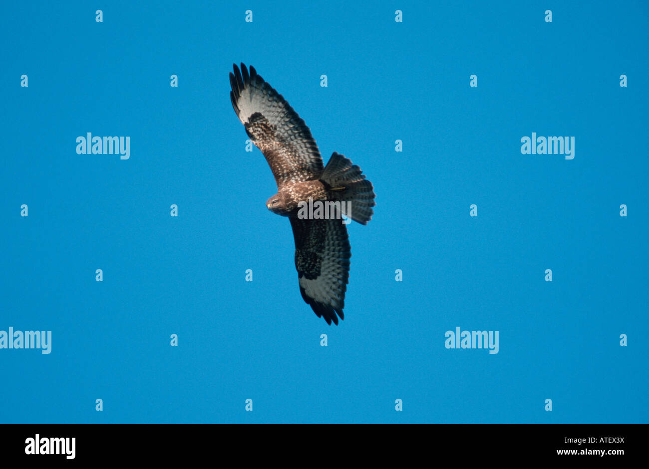 Common Buzzard / European Buzzard Stock Photo - Alamy