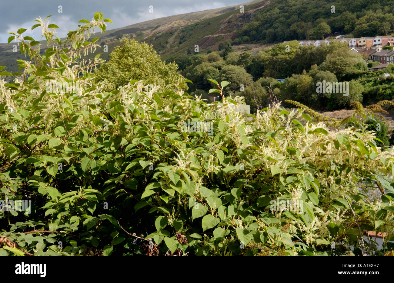Japanese Knotweed growing vigerously in the Rhondda Valley it is