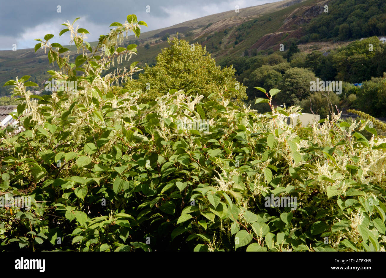Japanese Knotweed growing vigerously in the Rhondda Valley it is