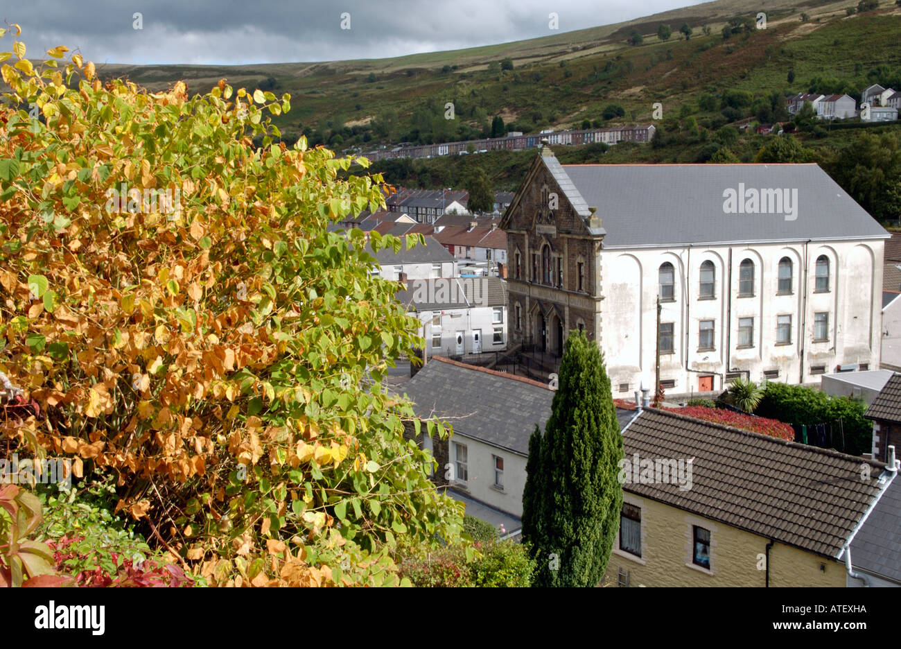 Japanese Knotweed growing vigerously in the Rhondda Valley it is