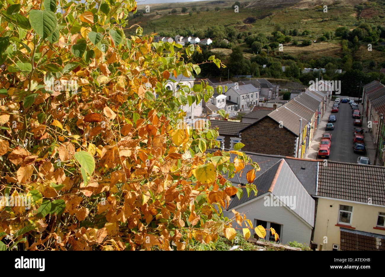 Japanese Knotweed growing vigerously in the Rhondda Valley it is
