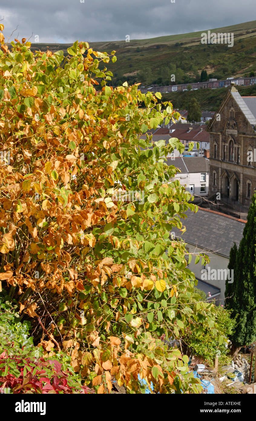Japanese knotweed building hires stock photography and images Alamy