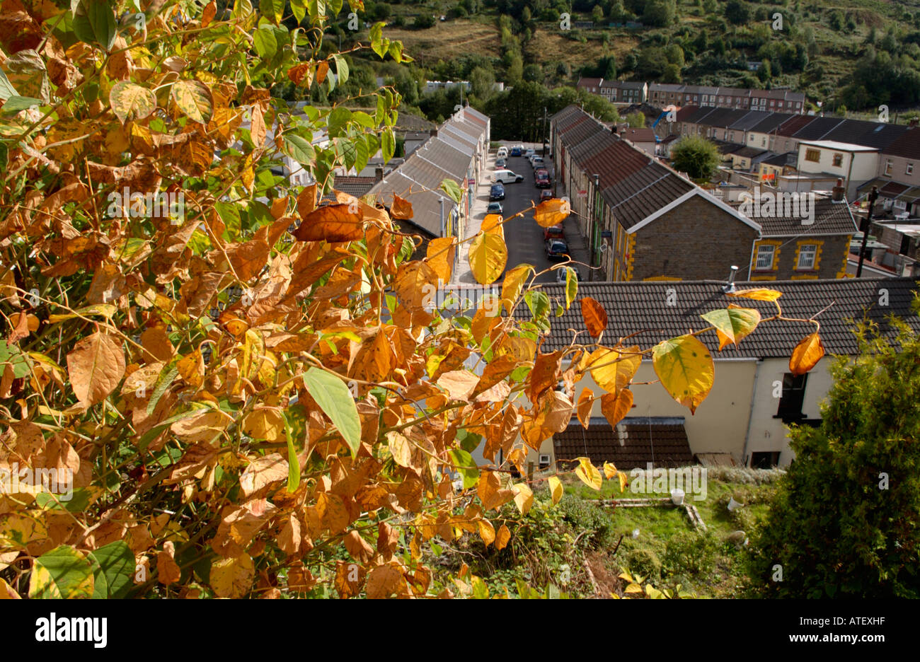 Japanese Knotweed growing vigerously in the Rhondda Valley it is