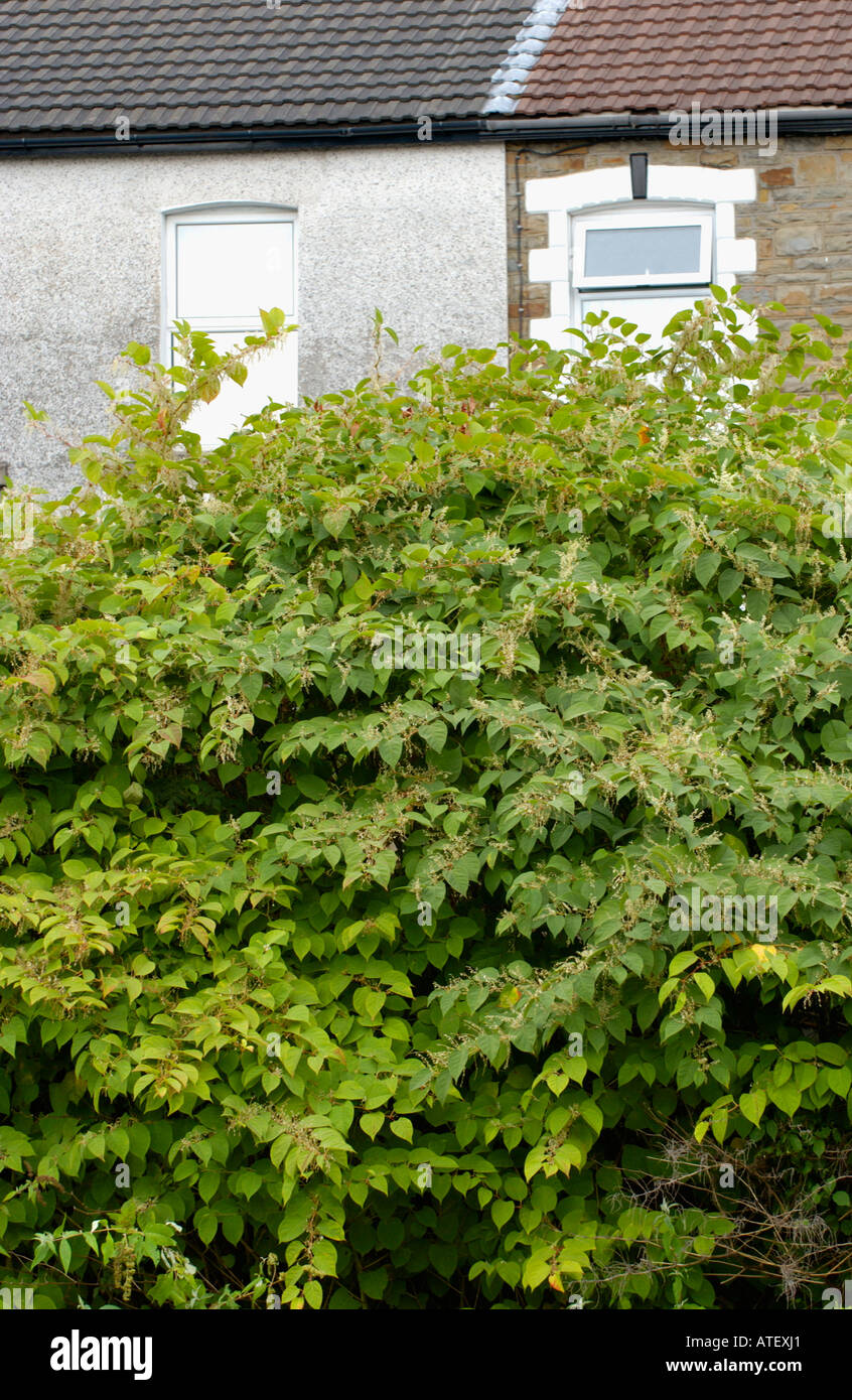 Japanese Knotweed growing vigerously in the Rhondda Valley it is