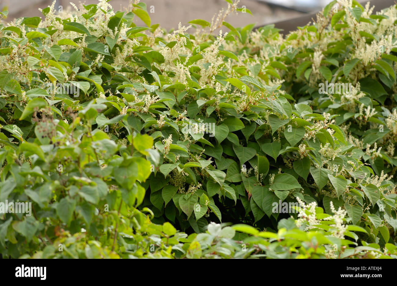 Japanese Knotweed growing vigerously in the Rhondda Valley it is