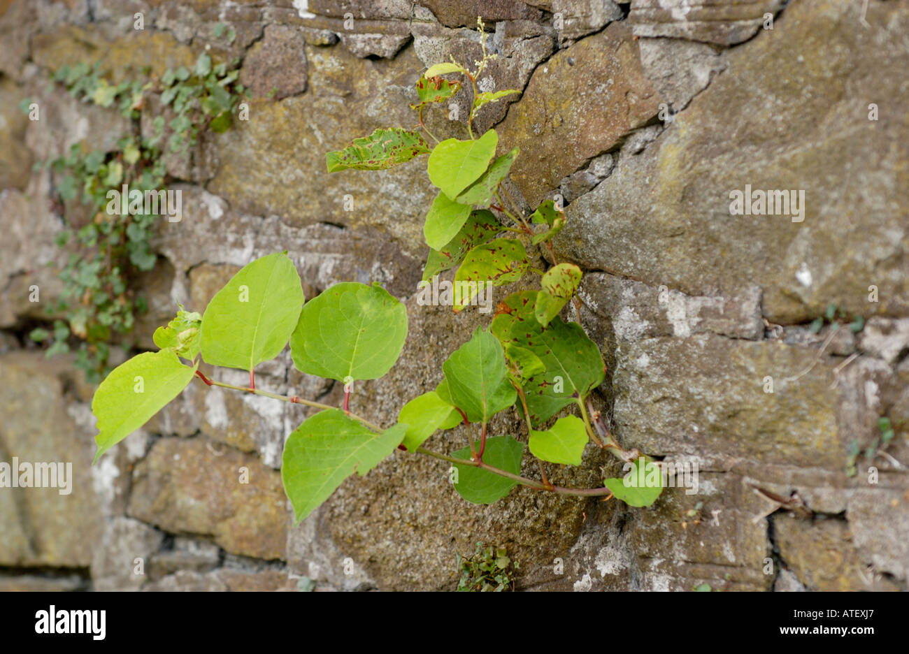 Japanese knotweed wall hires stock photography and images Alamy