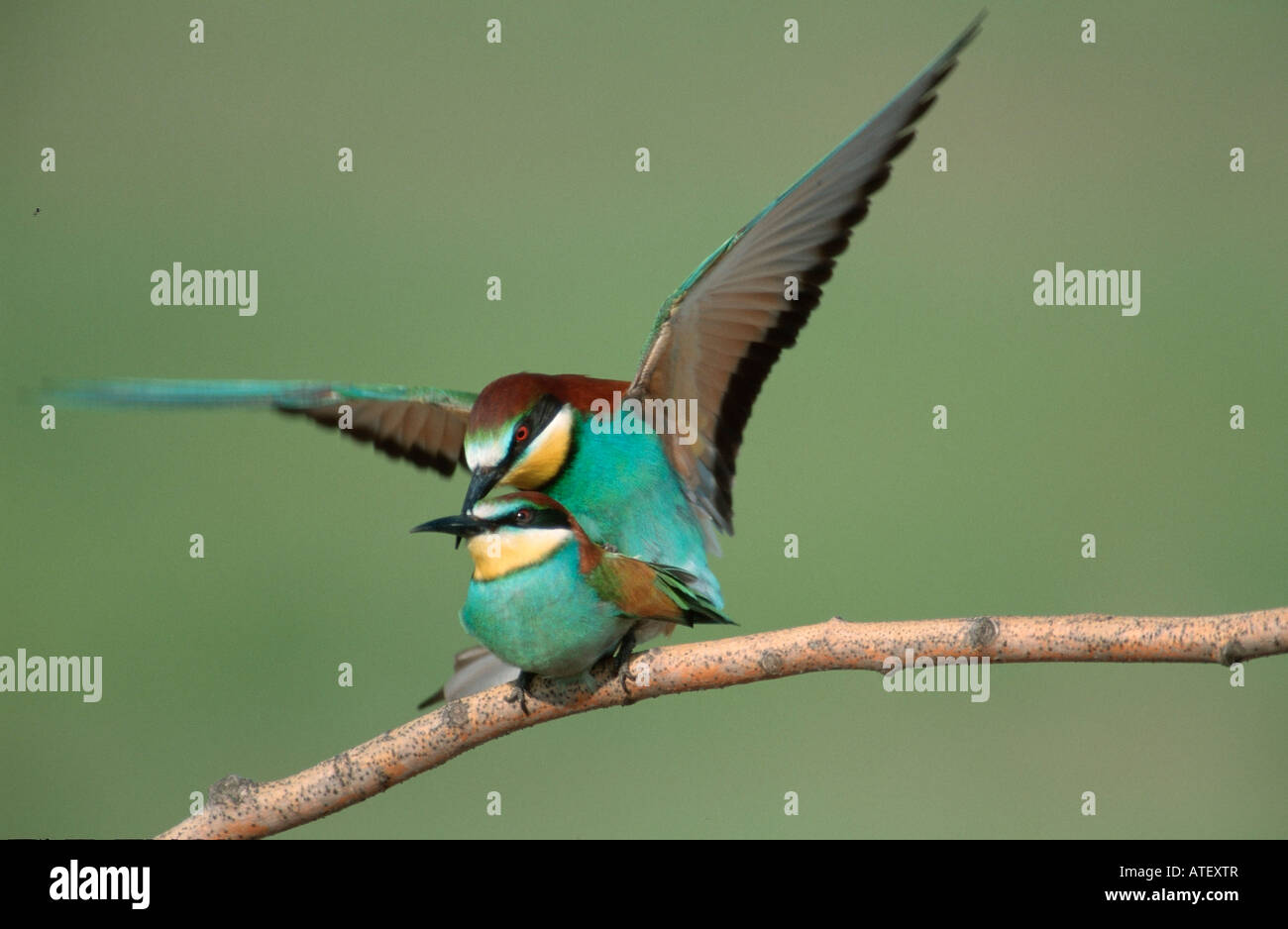 European Bee-eater Stock Photo